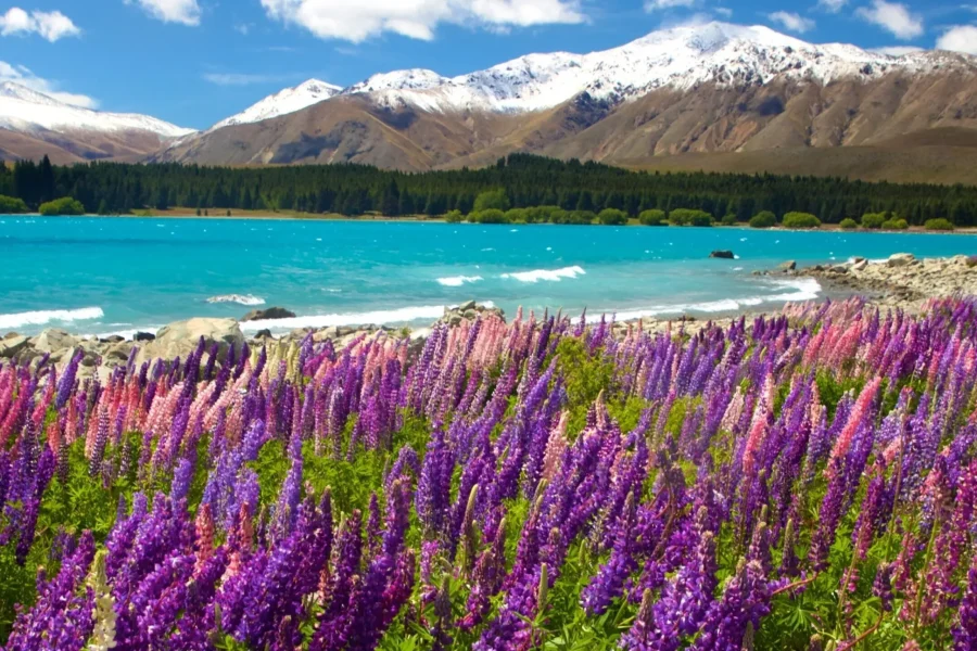 [FIT] New Zealand Splendid South 7D6N