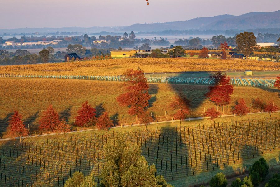 Yarra Valley Winery Full Day Tour