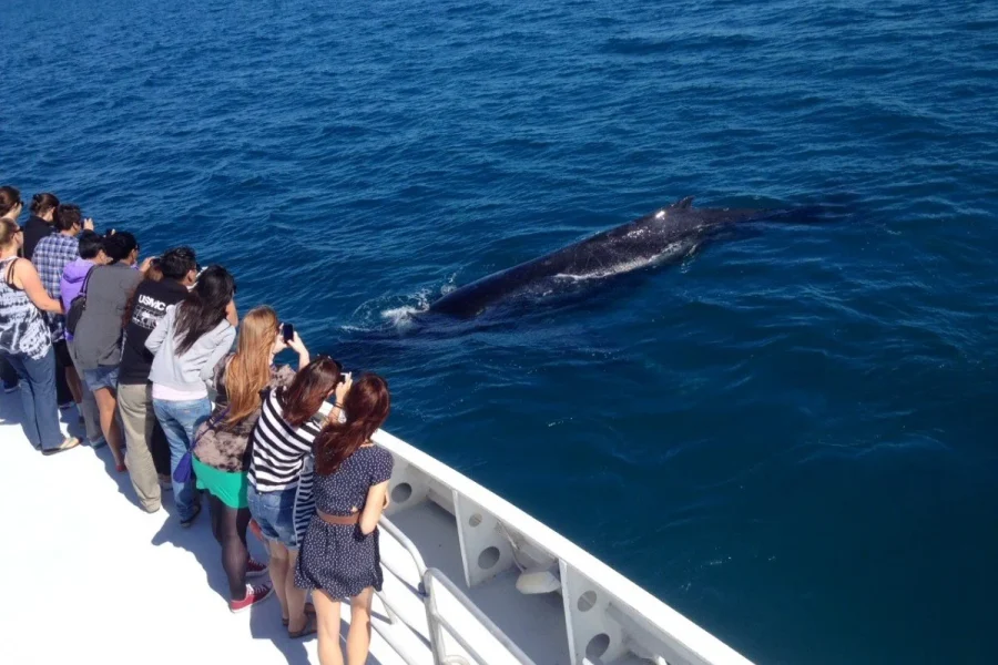 2 Hours Whale Watching Cruise